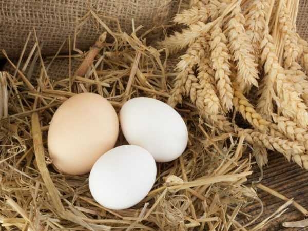 Kyllinger legger egg uten skall
