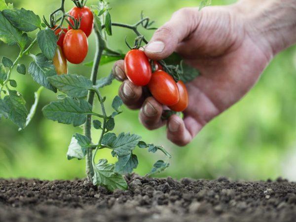 Odrůdy nízko rostoucích rajčat pro otevřenou půdu bez sevření