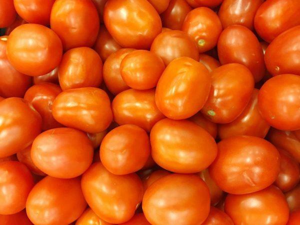 Varietas tomat pemula