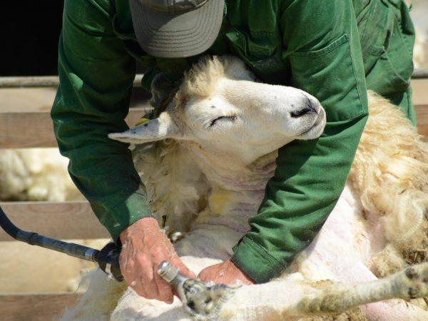 Proses mencukur kambing biri-biri
