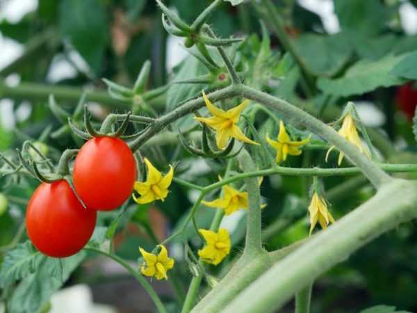 Regler for behandling av tomater i det åpne feltet