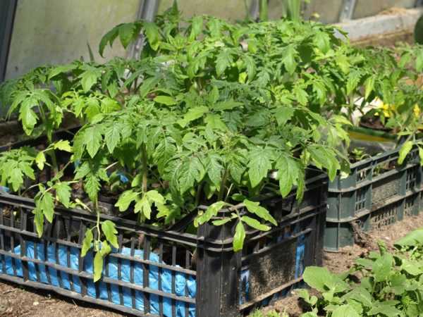 A betegségek megelőzésére a növényeket mangánoldattal öntözik