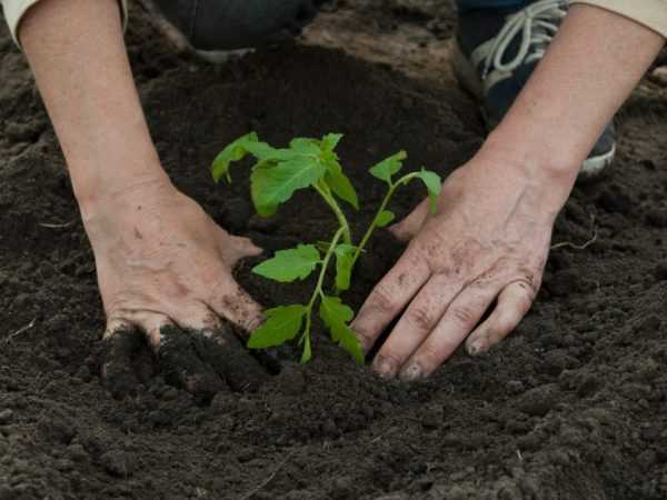 Удобрения могут стимулировать рост и плодоношение