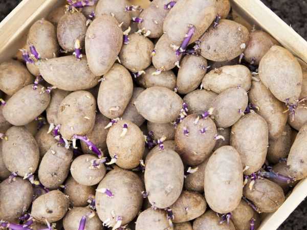 Aardappelen verwerken voor het planten