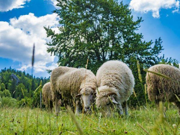 A juhok csoportokban élnek és fűvel táplálkoznak