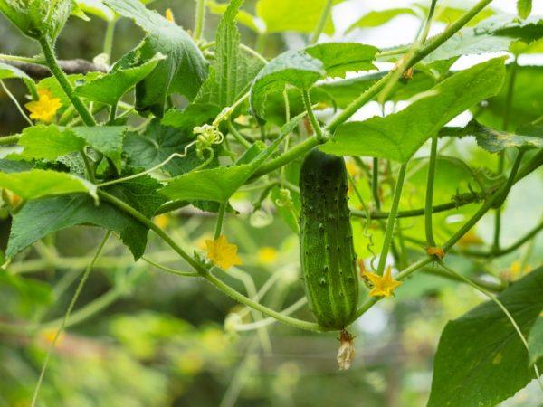 Beschrijving van de variëteit van komkommers Masha