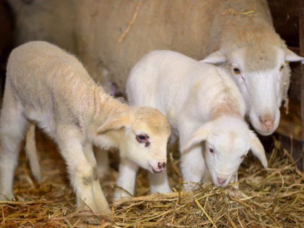 Lammningsprocess för får