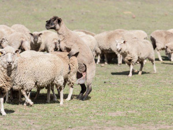 Het geval van schapen