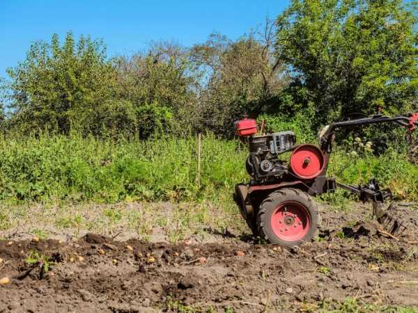 Hilling potatis med en gå-bakom traktor