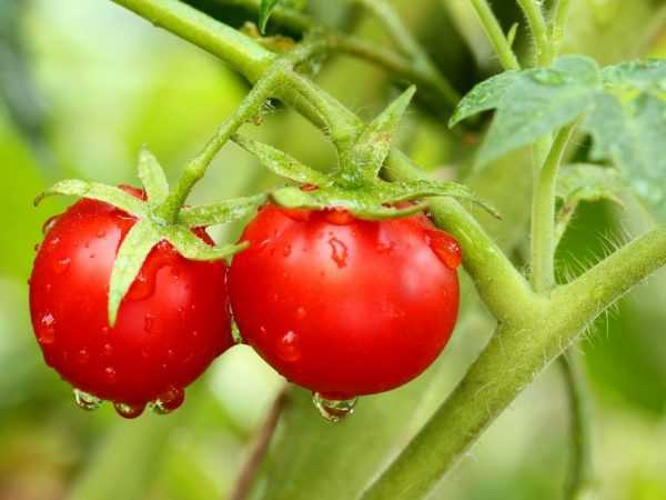Характеристика сорта томатов Ольга f1