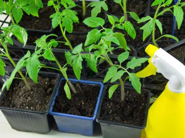 Pulverizarea va ajuta la dezvoltarea plantelor