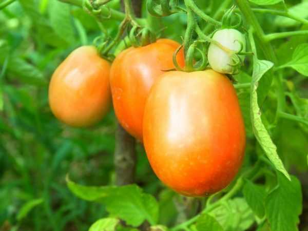 Beschrijving van de Orange Giant tomaat