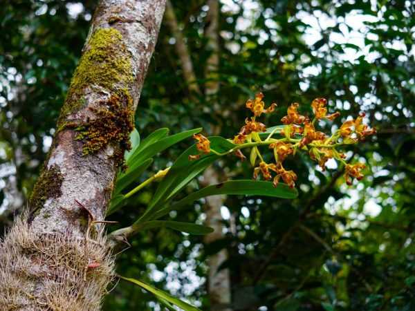 Game da orchids a cikin gandun daji na equatorial