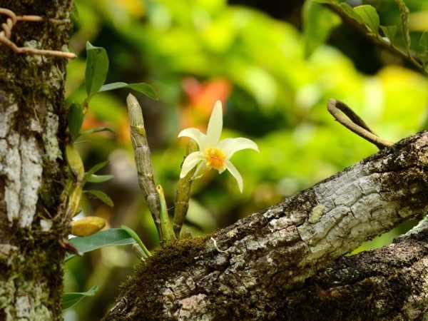Orkidéer växer på träd med grov bark