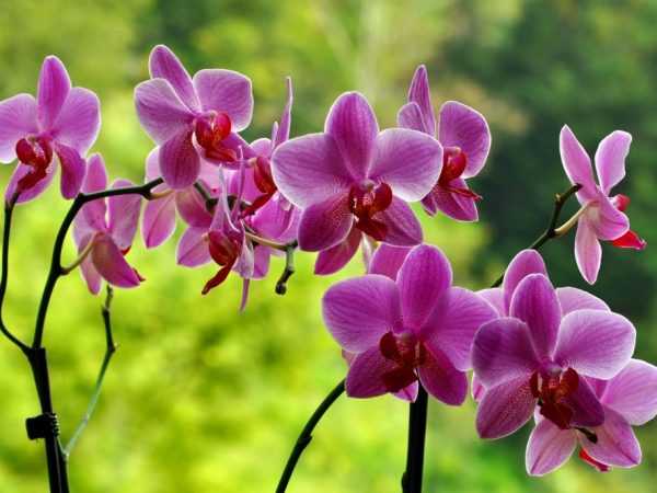 Vipengele vya kukuza orchid na kuitunza