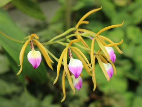 Charakteristika orchideje Brassavola