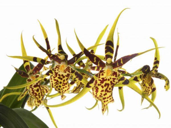 Odla Brassia-orkidéer