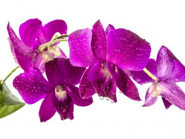 Peraturan untuk menanam orkid Dendrobium