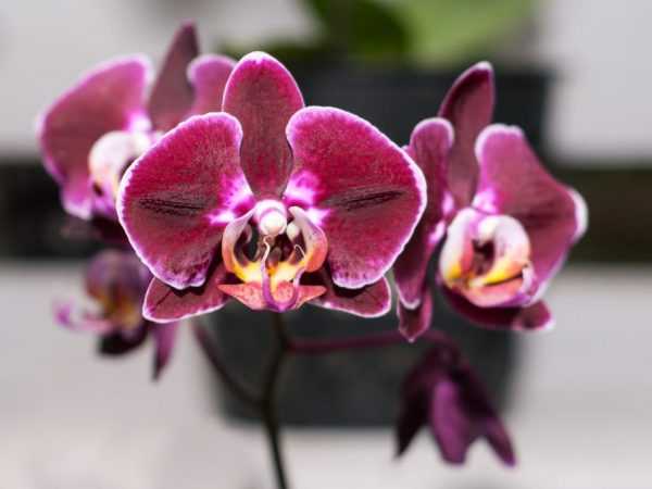Beskrivning av phalaenopsis orchid Big Lip