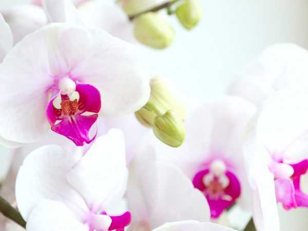 Orkidean tulee seisoa vesikaukalossa