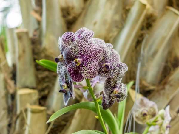 Выращивание орхидеи фаленопсис Клеопатра