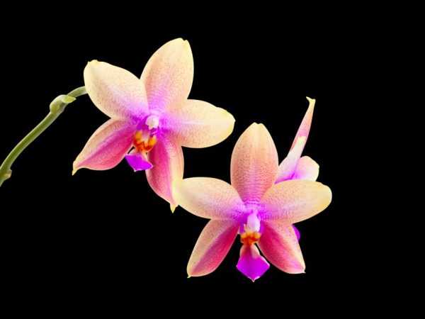Liodoro orchidea