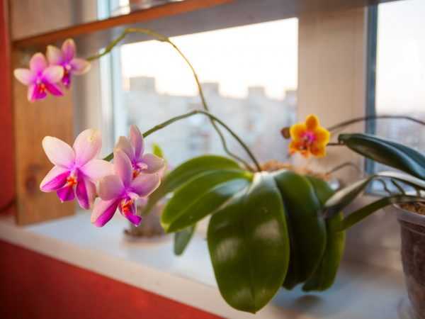 Liodoro-orkideoiden hoito