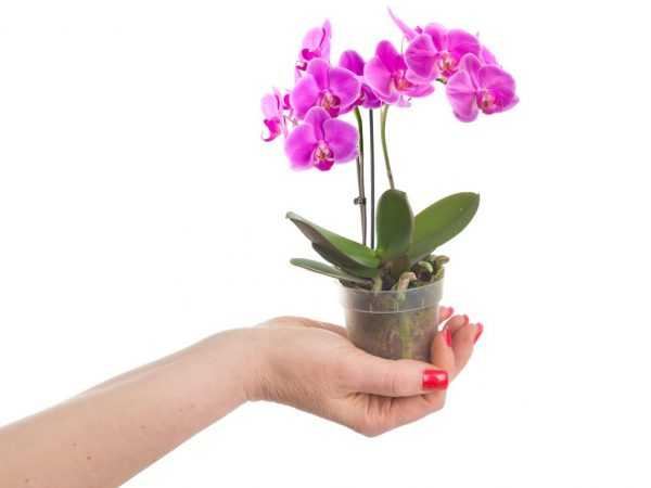 Huduma ya nyumbani ya Phalaenopsis mini orchid
