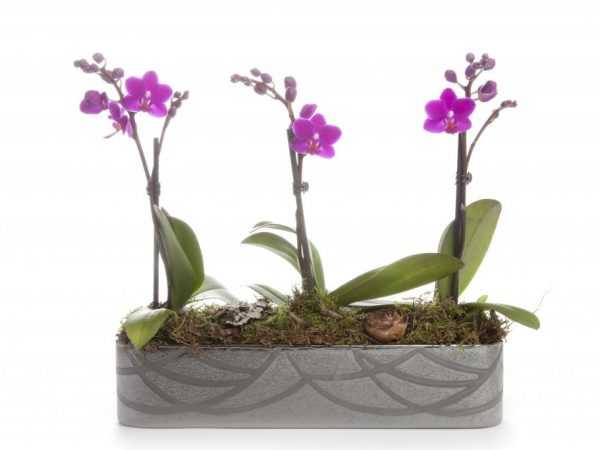 Orchid yana buƙatar haske mai yawa