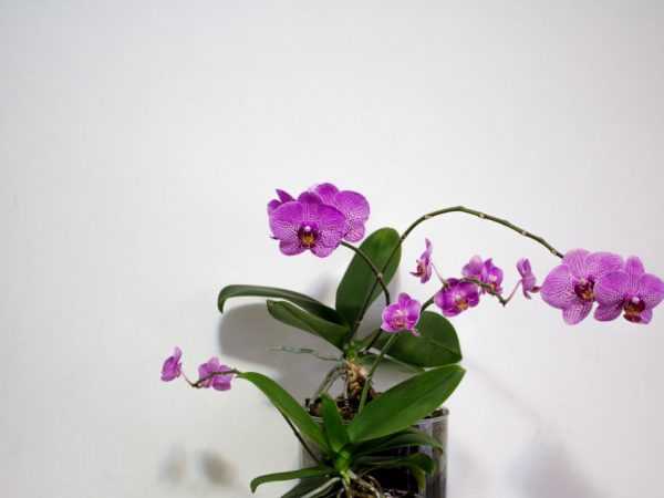 Берегите орхидею от гнили