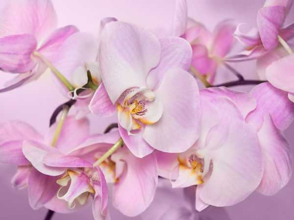 Popis motýlí orchideje Legato