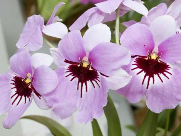Miltonia orkidé