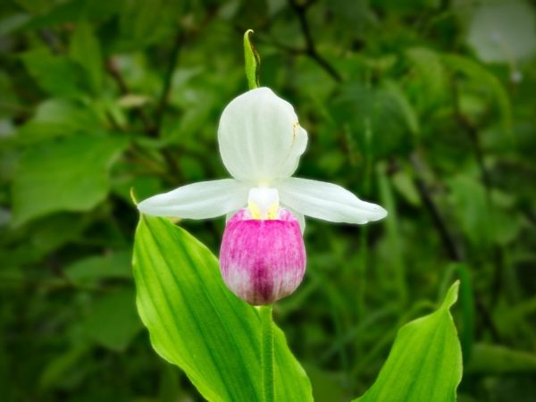 Kiatu cha Orchid Venus
