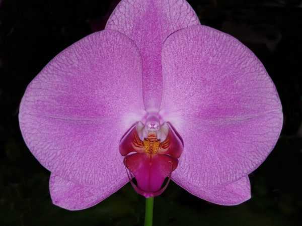 Singolo orkidé