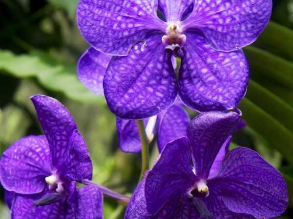 Wanda orchidee