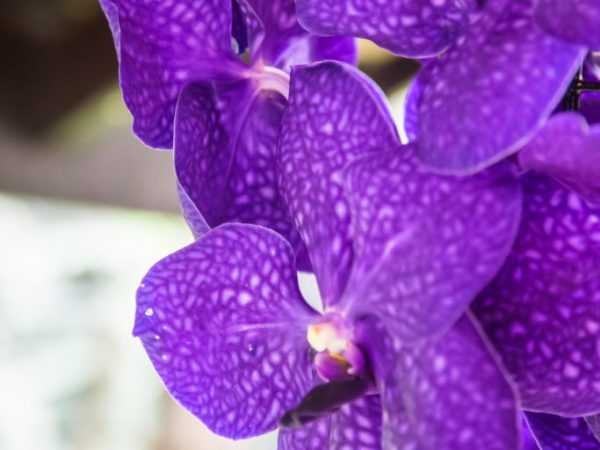 Növekvő Wanda Orchidea