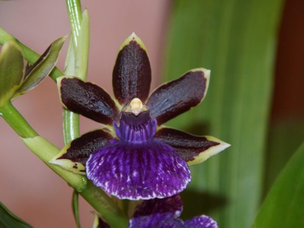 Zygopetalum orchidea