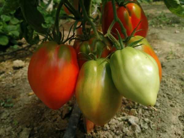 Ciri-ciri varieti tomato Eagle Heart