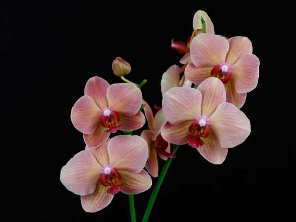 Создание дополнительного освещения для орхидеи