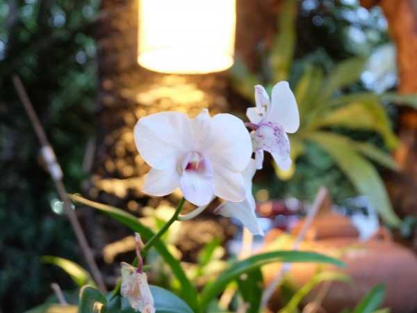 Лампы для орхидей обеспечивают оптимальные условия интенсивности излучения