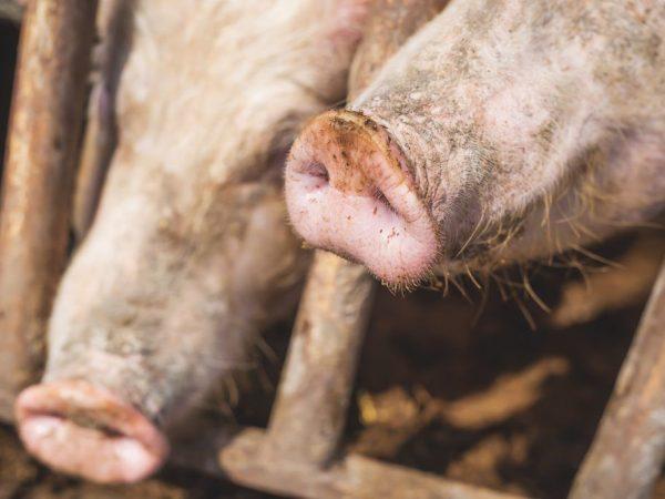Bệnh phù nề ở lợn con