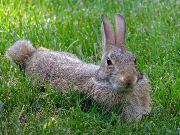 Вредная трава для кроликов
