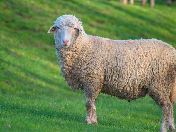 Тонкорунная овца мясного типа