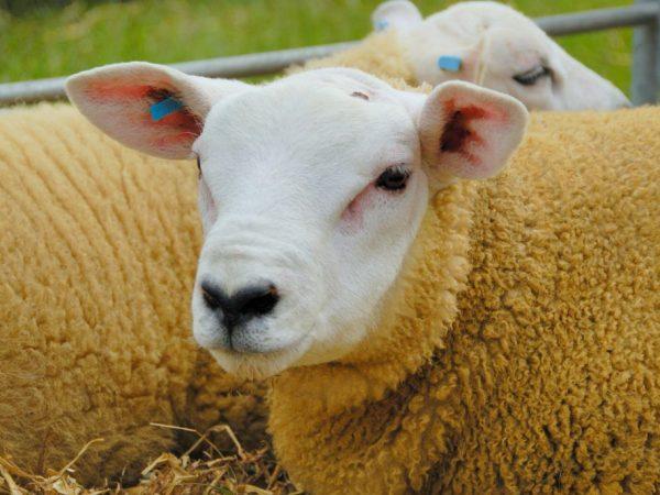 Charakteristika texelských ovcí
