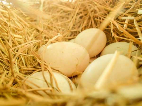 Ωοσκοπία αυγών πάπιας την ημέρα