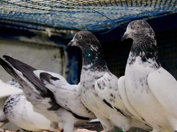 Porumbei pakistanezi care zboară înalt