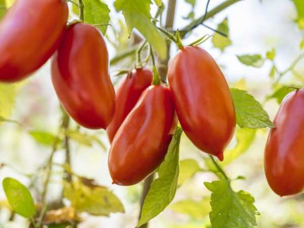 Плоды томата могут долго храниться