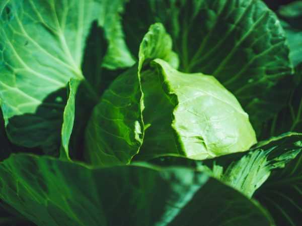 Charakteristika odrůdy zelí Parel f1