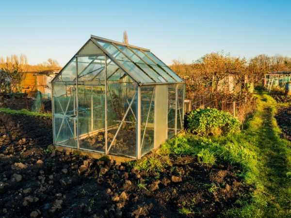 Bygge et drivhus for tomater