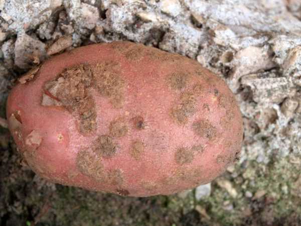 Strupovitost bramborová a metody jejího řešení
